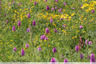 Prairie rosée