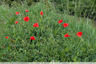 Coquelicot