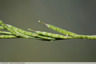 Siliques bosselées