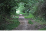 Chemin ombragé