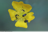 Brouteurs de pollen