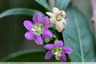 arbuste fleuri