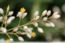 arbustes fleuris