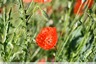 Coquelicots &#127801;