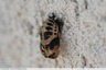 Nymphes de coccinelles