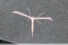 Ptérophore