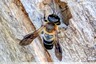 Méga Megachile