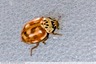 Coccinelle
