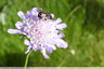 Abeille solitaire