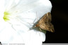 Noctuelle ?