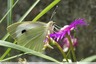 Piéride du chou