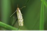 Crambus