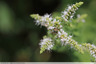 Menthe