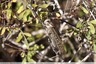 Criquet migrateur