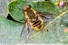 Bombyle hottentot