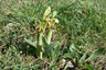 Ophrys de mars ?