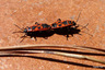 Punaises rouges