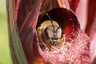 Le réveil de l'abeille