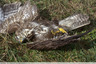 Buteo butée