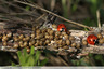 Famille coccinelle