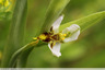 Orchidée abeille lusus trollii