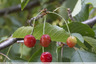 Fruits rouges dans le bois