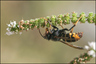 vespa velutina