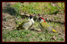 Pivert (couple)