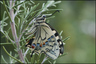 Machaon