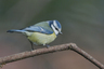 mésange bleue