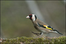 Chardonneret élégant