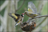 Verdier et chardonneret
