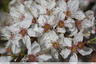 Prunus désert