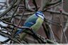 Mésange bleue