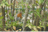 Rouge gorge