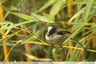 Mésange à longue queue