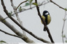 Mésange charbonnière