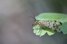Le Panorpe (P.germanica et P.meridionalis)