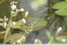 Grenouille vertes et grises (Rana klepton esculenta) ?
