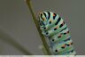 Chenille du machaon (papillon)
