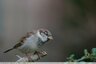 Moineau domestique (Passer domesticus)