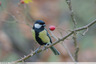 Mésange charbonnière