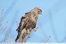 Buse variable (Buteo buteo)