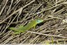 Lézard vert occidental (Lacerta bilineata)