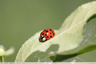 Coccinelle
