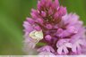 Orchis pyramidal