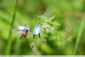 Hoplie bleue (Hoplia coerulea)