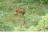 Chevreuil (Capreolus capreolus)