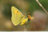 Souci (Colias crocea)