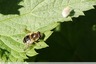 Abeille